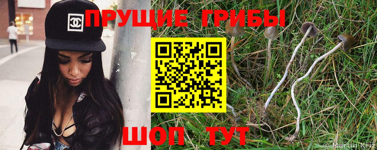 Псилоцибиновые грибы ЛСД  где можно купить   Артём  Вход с VPN 